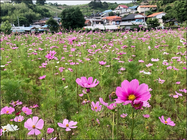 �ݻ걺 �����, ���� �ذ� ã�ƿ� 6�� �ڽ���